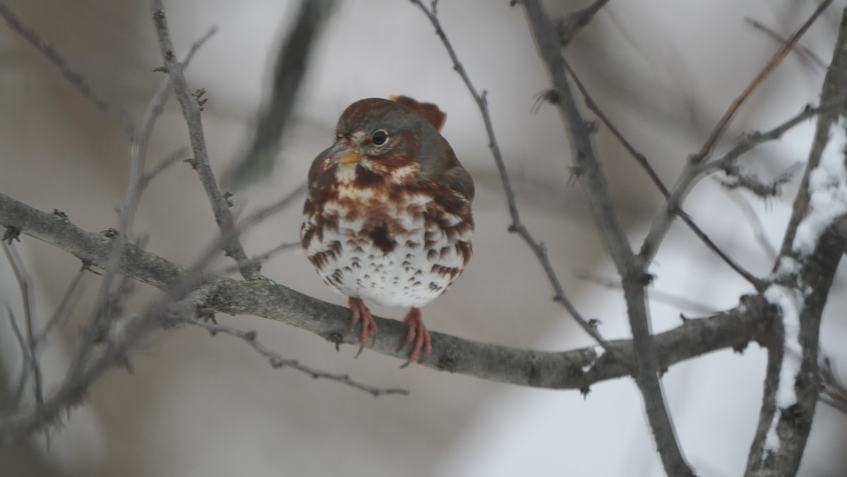 Fox Sparrow - ML646363500