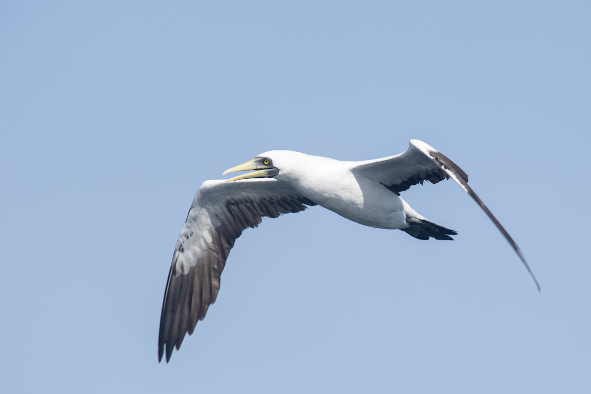 Masked Booby - ML646363502