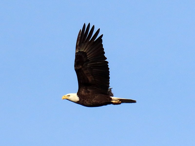 Bald Eagle - ML646363503