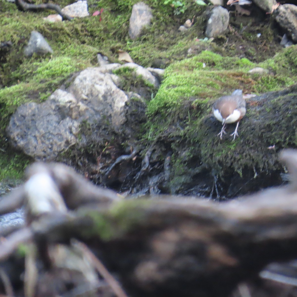 White-throated Dipper - ML646363505