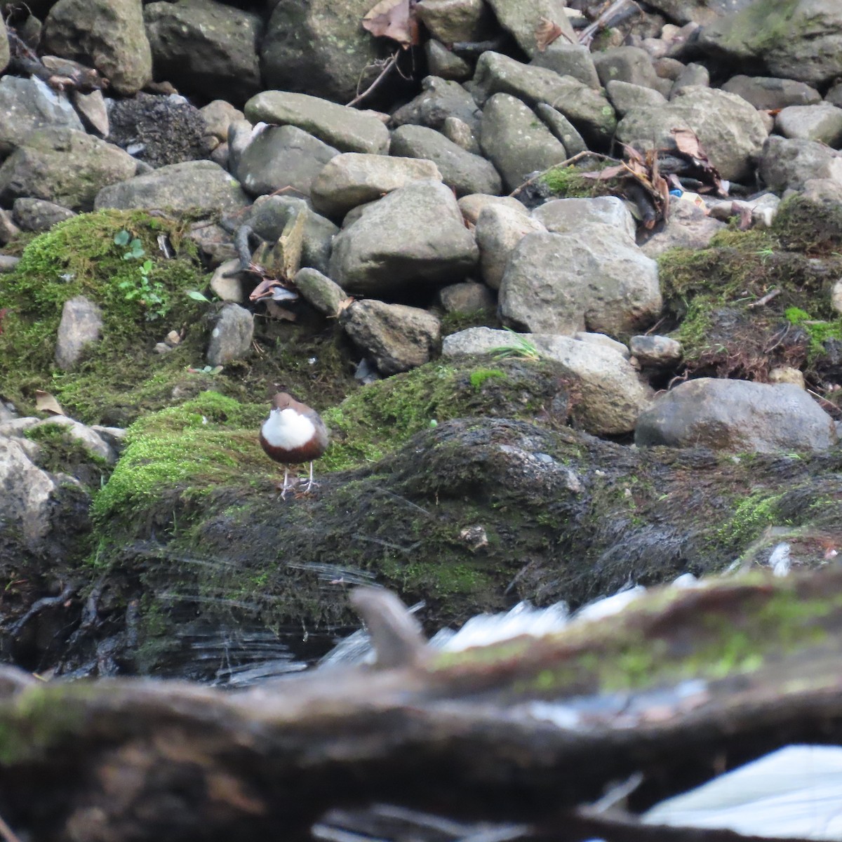 White-throated Dipper - ML646363506