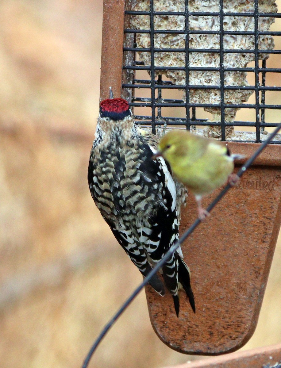 Yellow-bellied Sapsucker - ML646363507