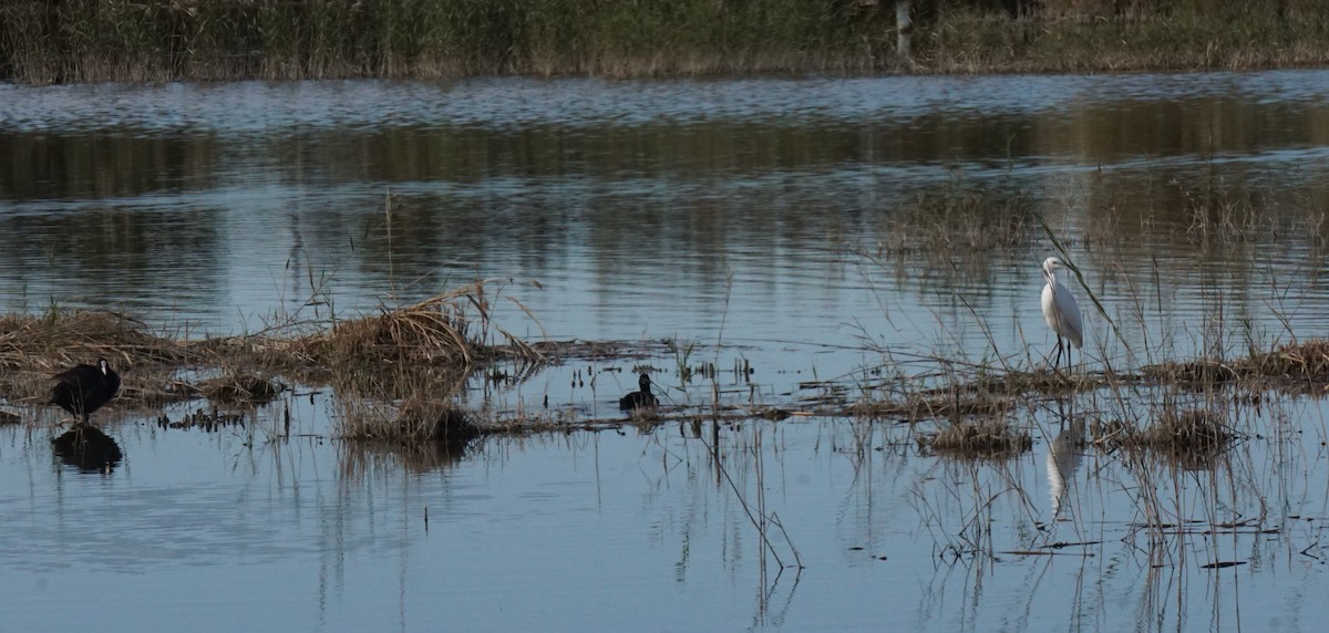 Little Egret - ML646363508