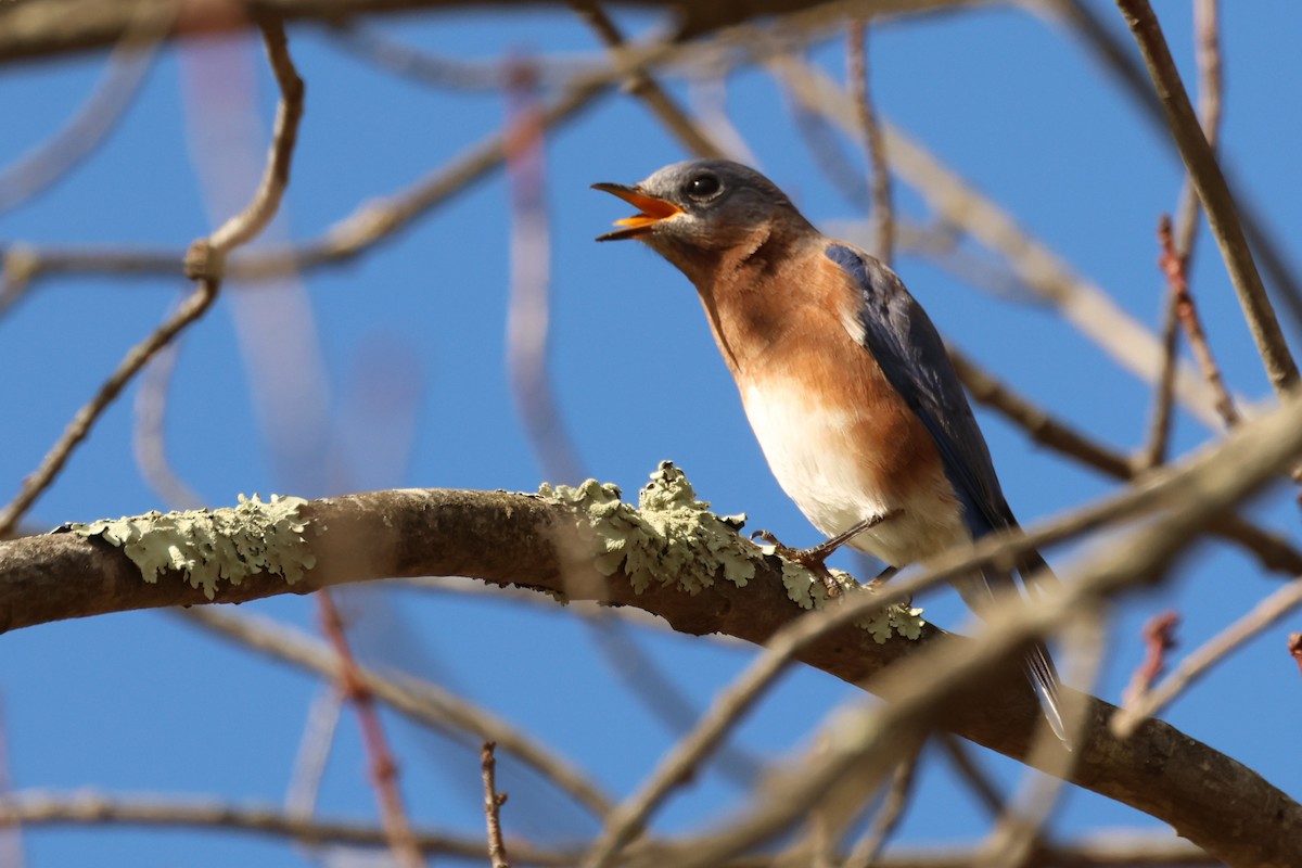 Eastern Bluebird - ML646363509