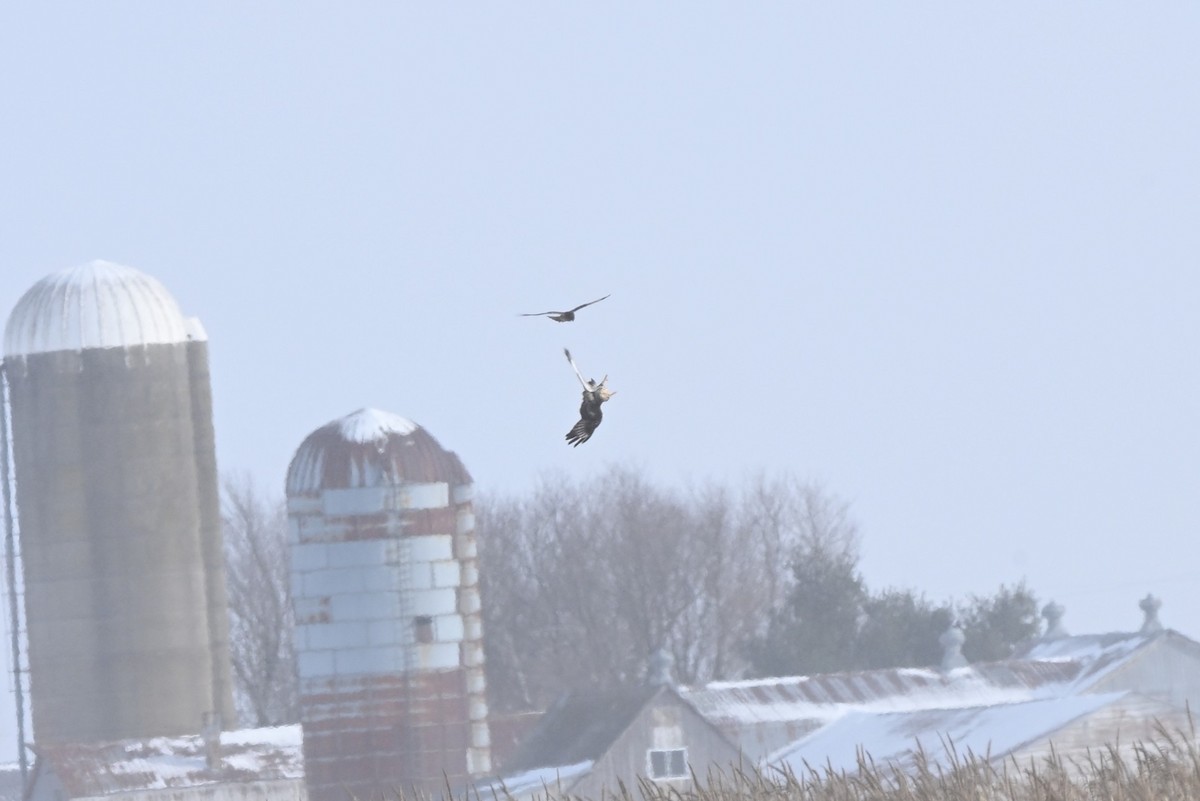 Northern Harrier - ML646363510