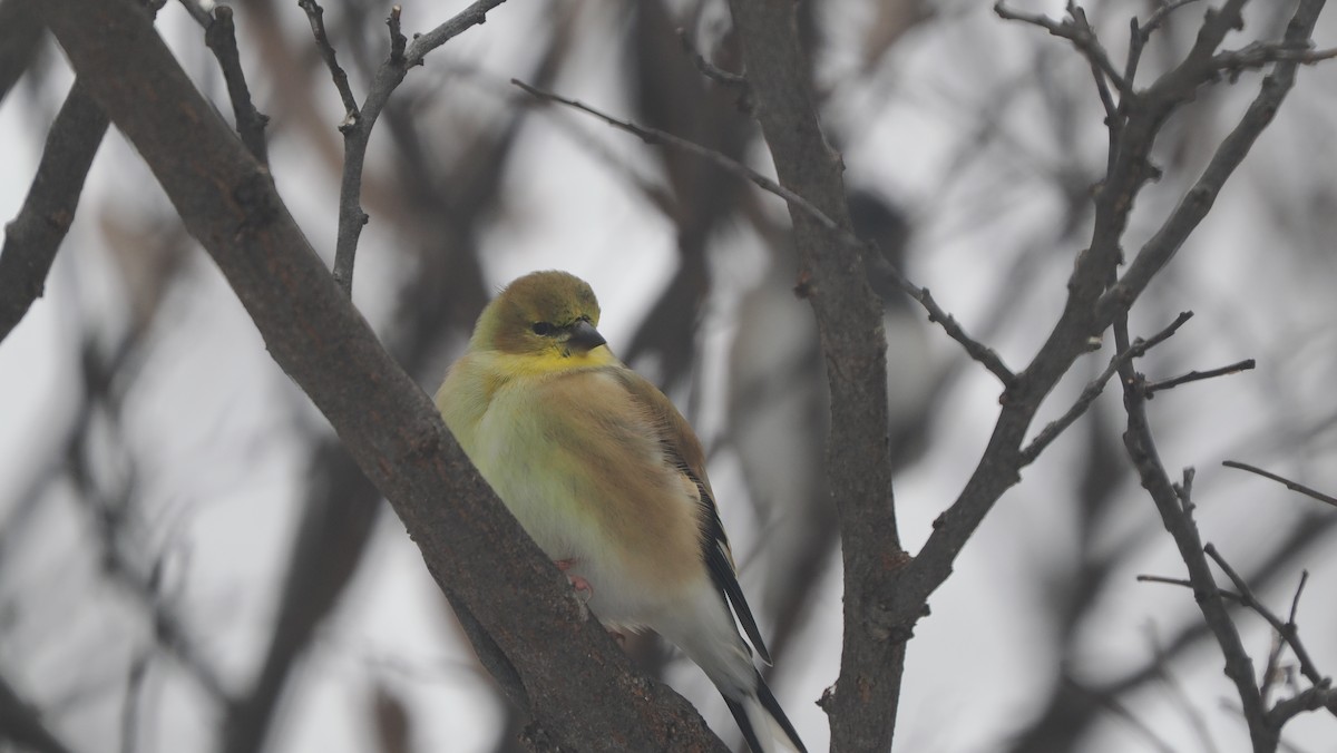 American Goldfinch - ML646363511