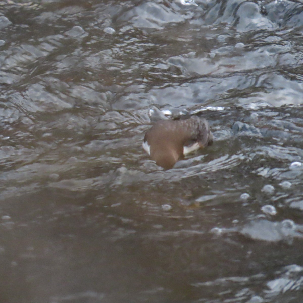 White-throated Dipper - ML646363512