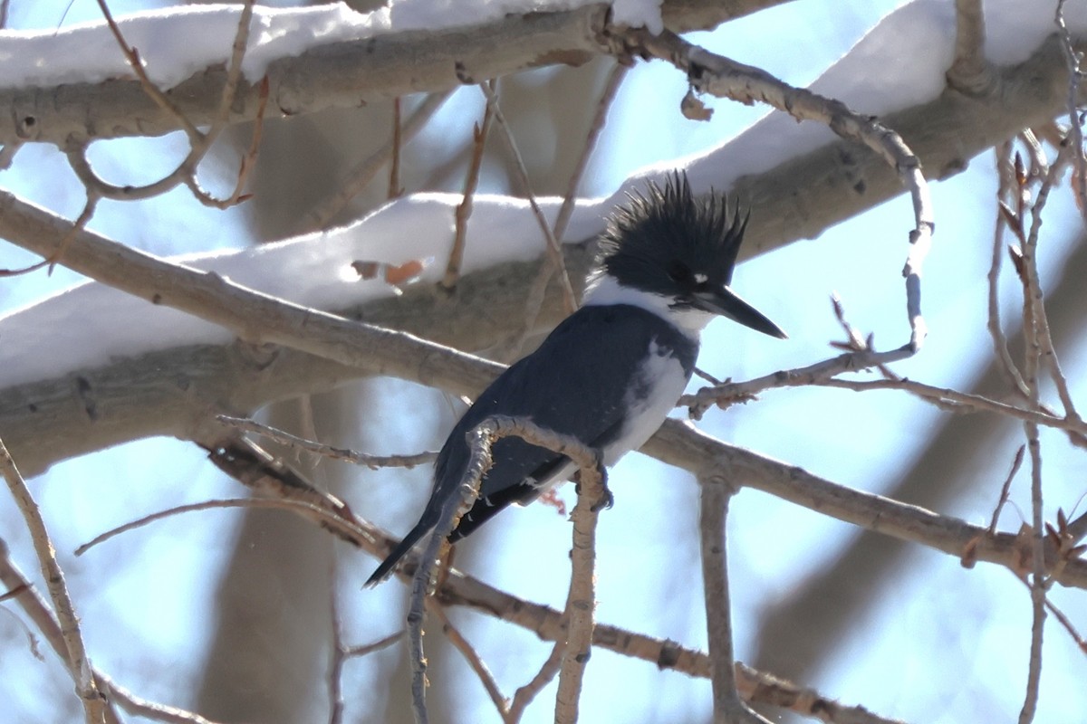 Belted Kingfisher - ML646363513