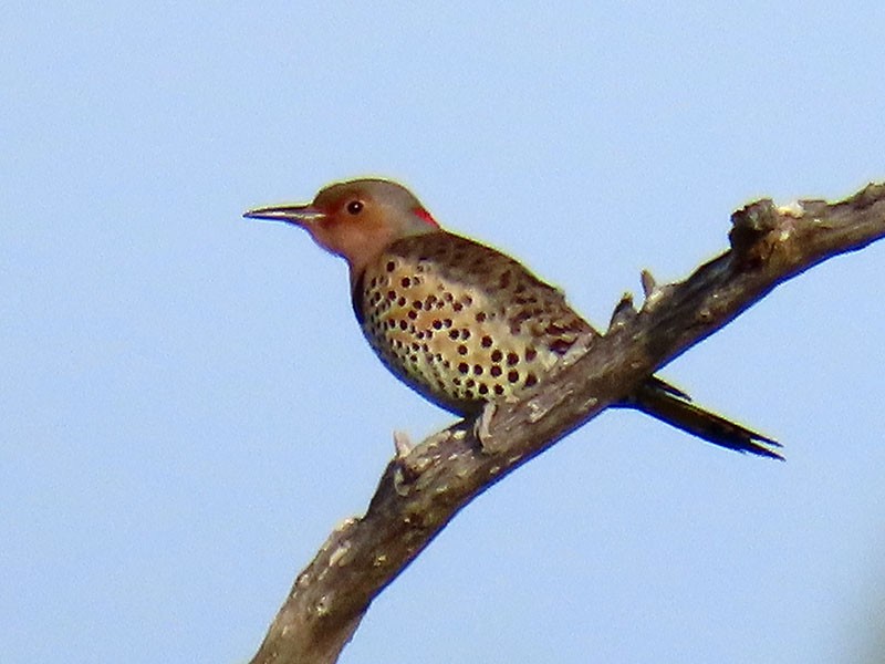 Northern Flicker (Yellow-shafted) - ML646363515