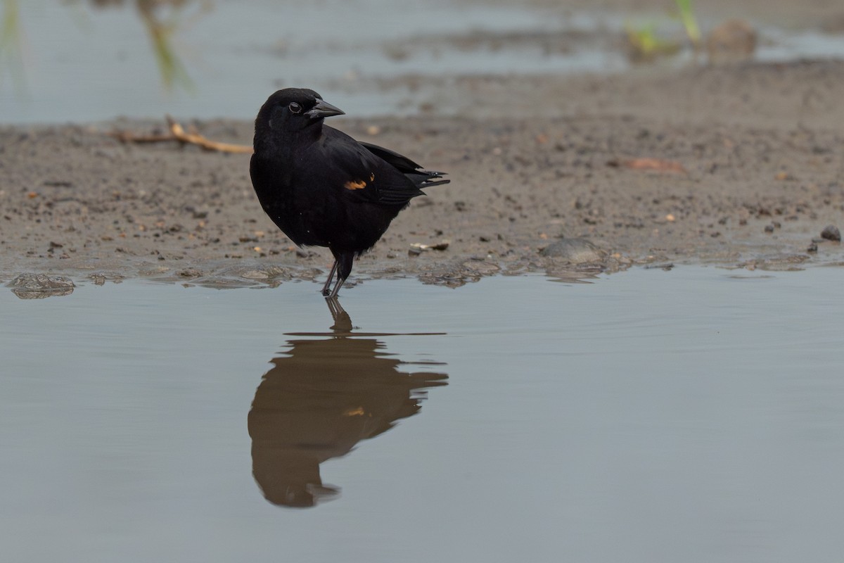 Red-winged Blackbird - ML646363516