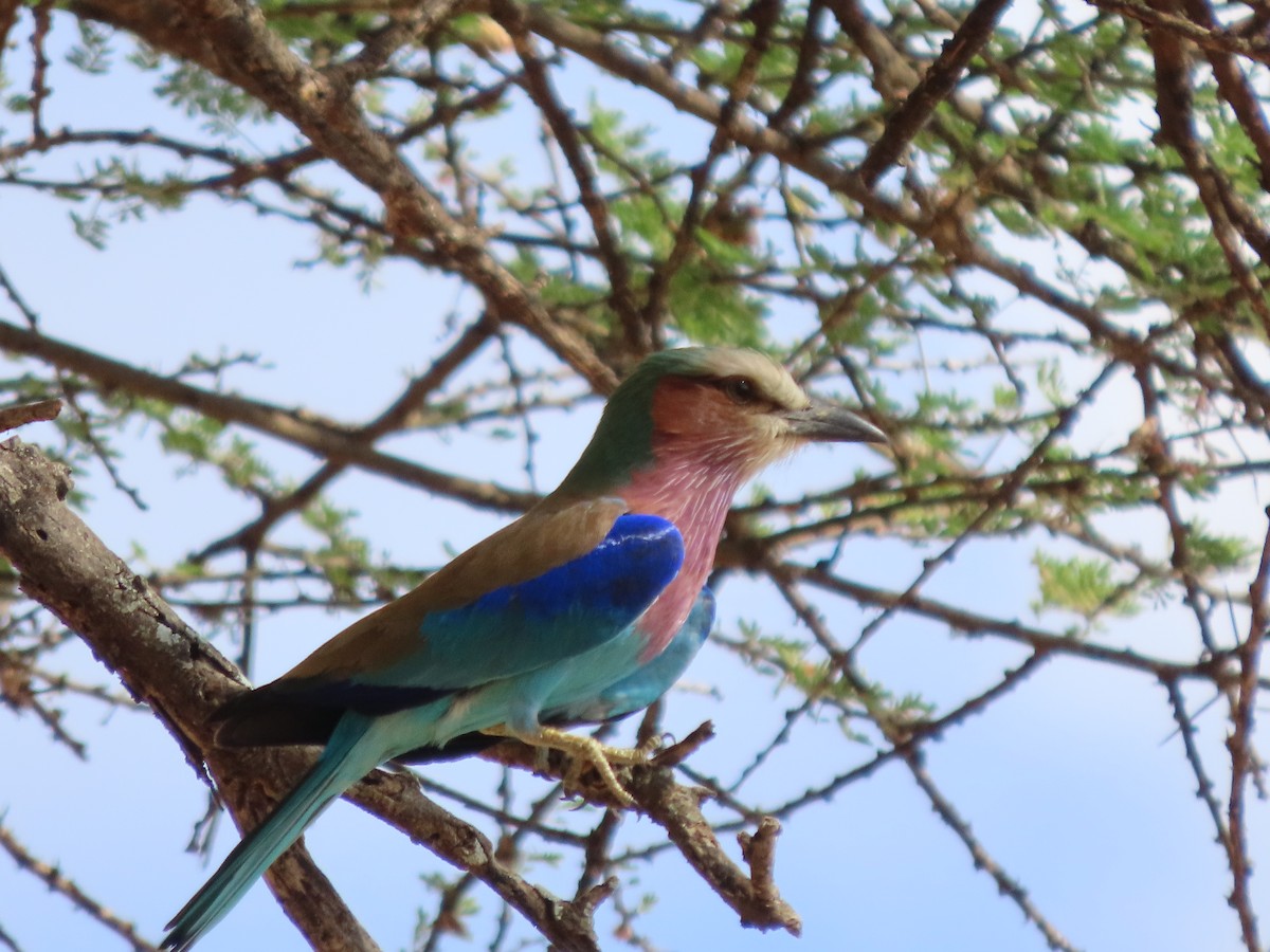Lilac-breasted Roller - ML646363517