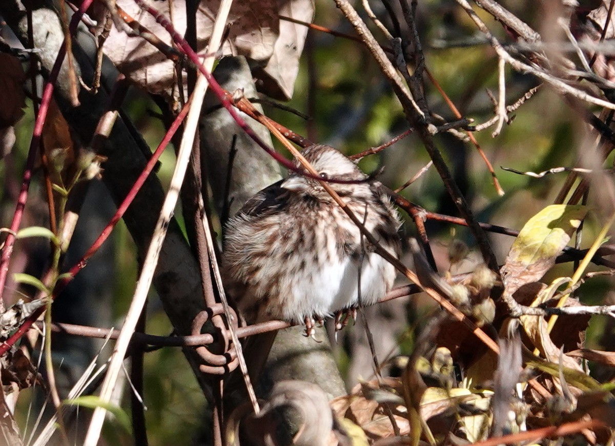 Song Sparrow - ML646363518