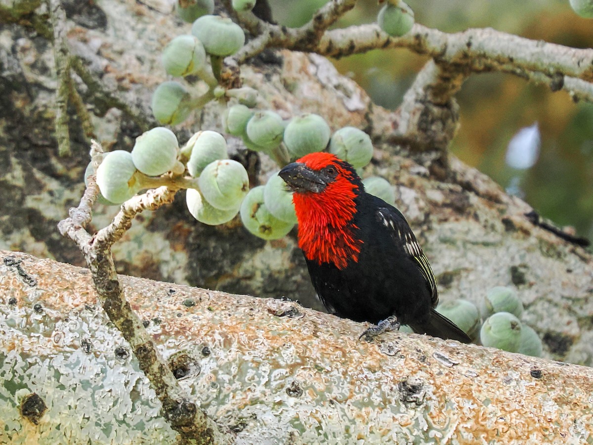 Black-billed Barbet - ML646363520