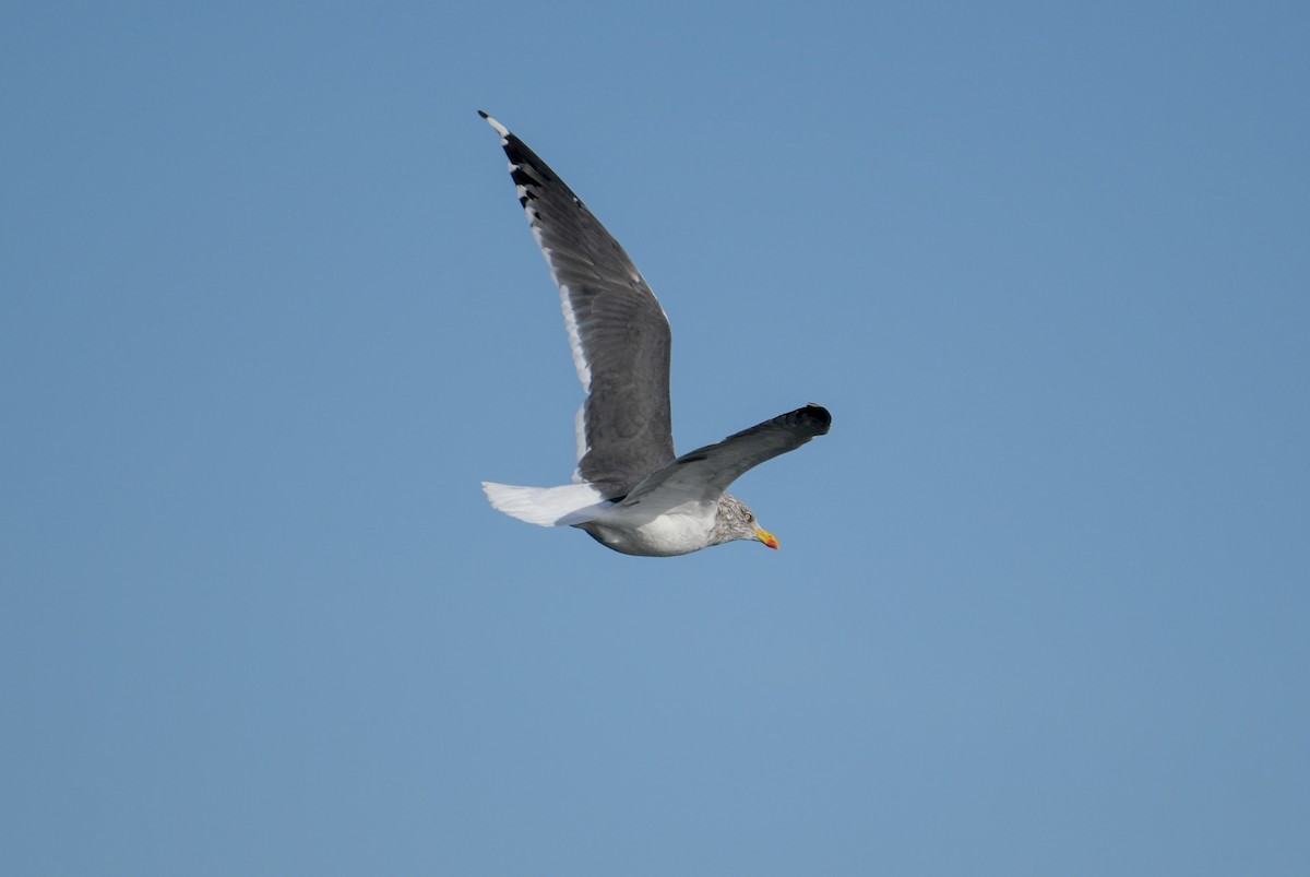 Lesser Black-backed Gull - ML646363522