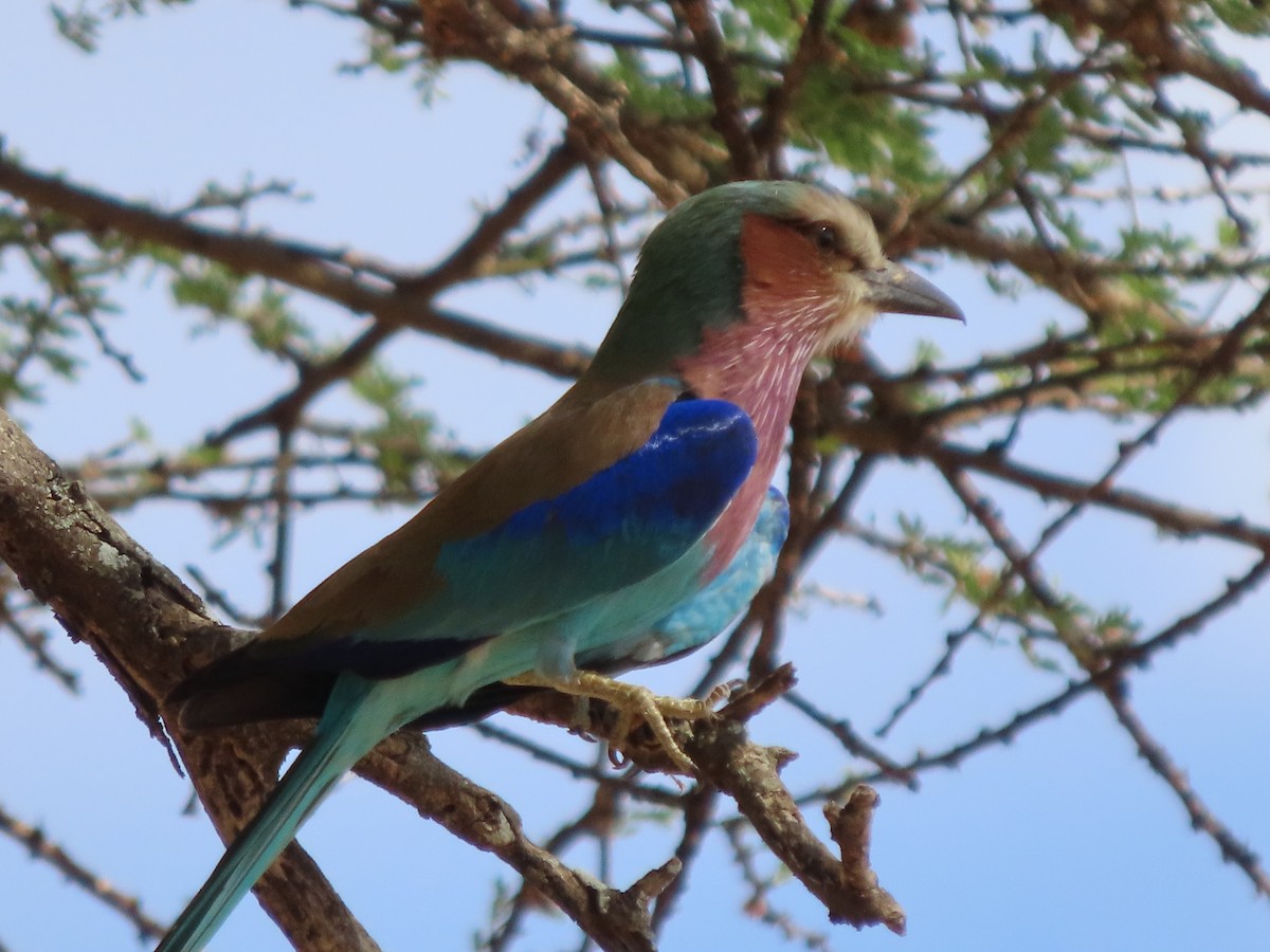 Lilac-breasted Roller - ML646363523