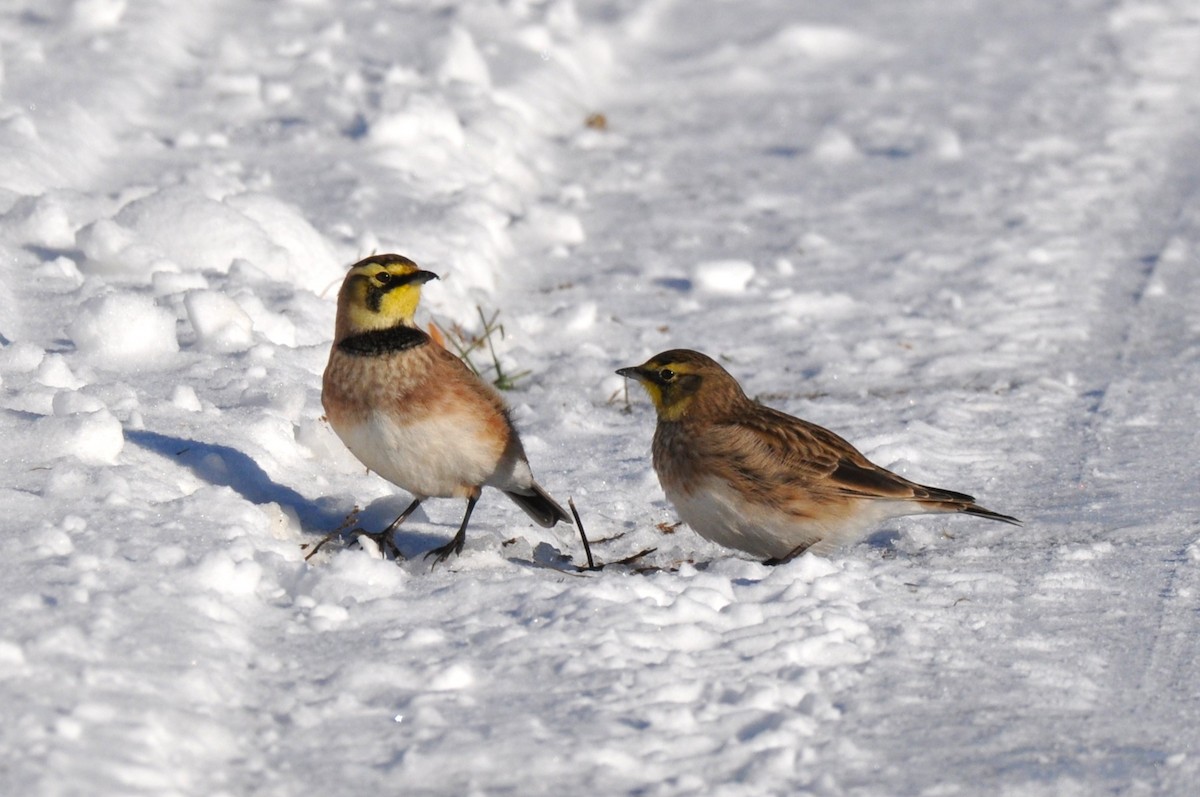 Horned Lark - ML646363524