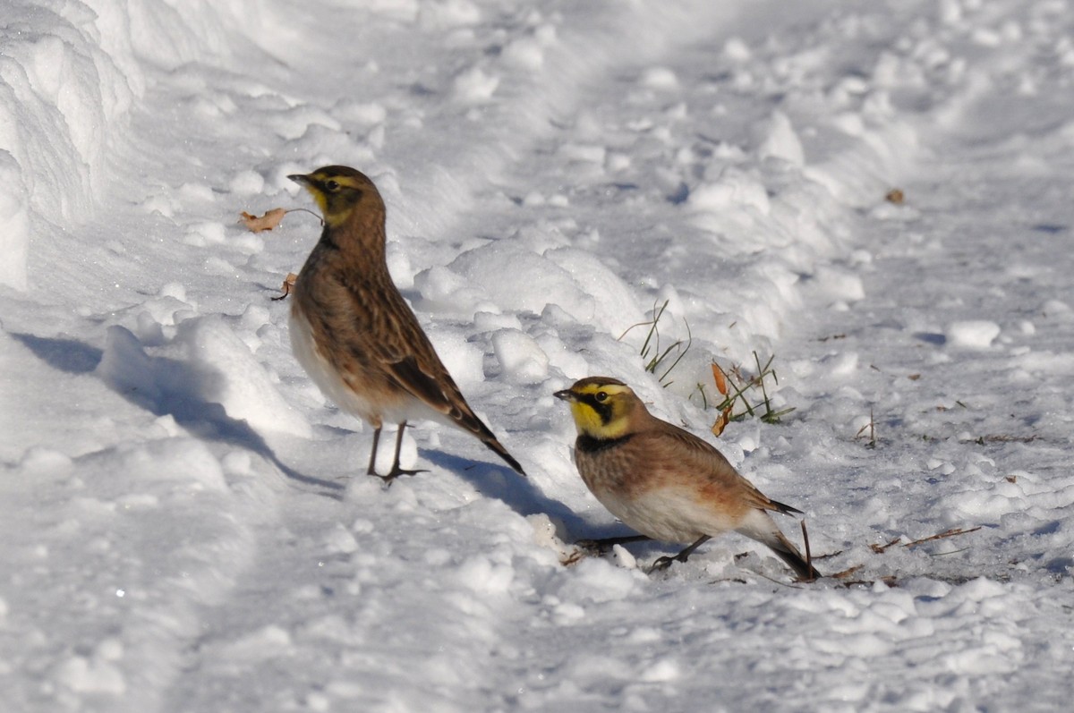 Horned Lark - ML646363525