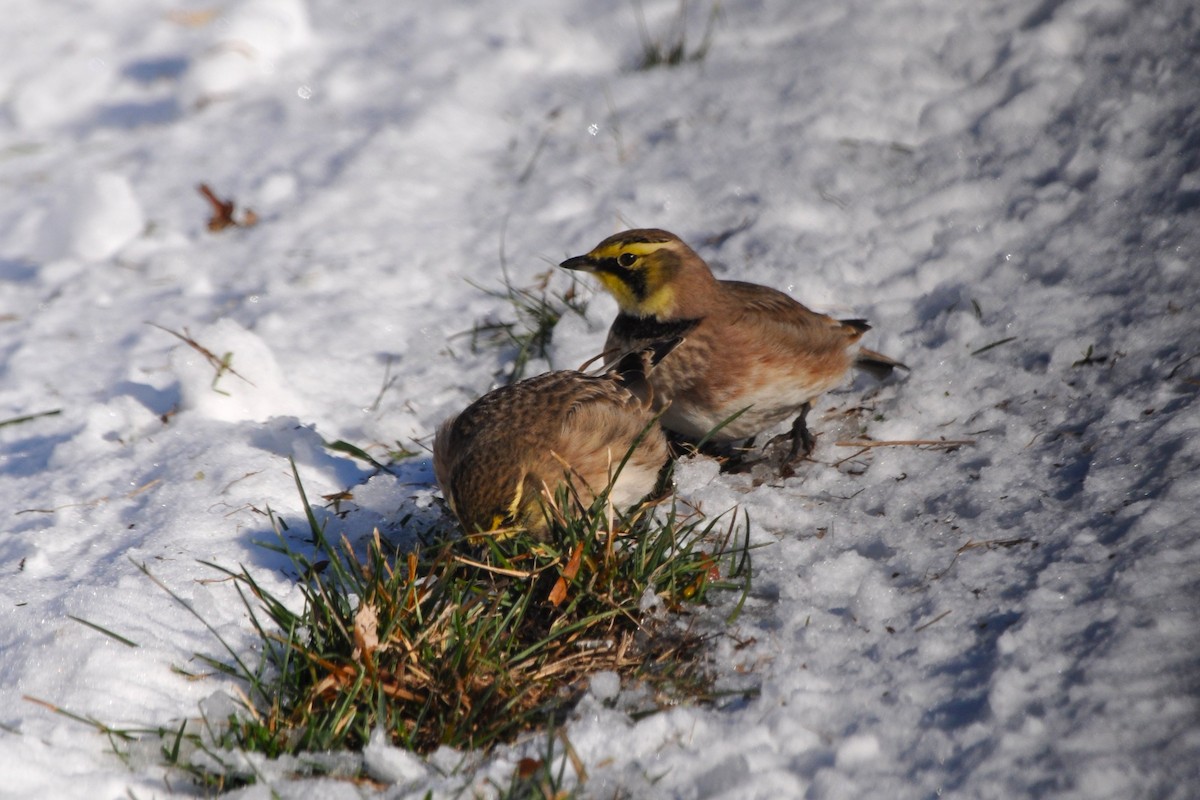 Horned Lark - ML646363526