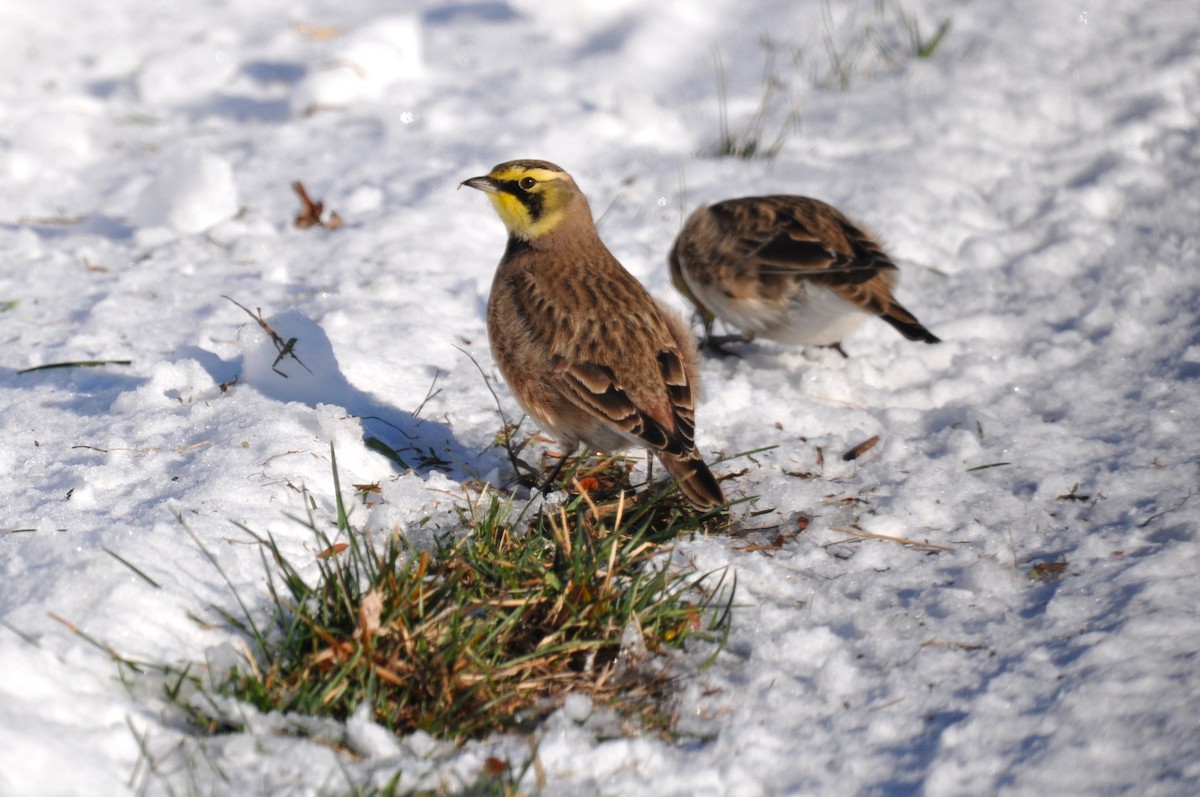 Horned Lark - ML646363527