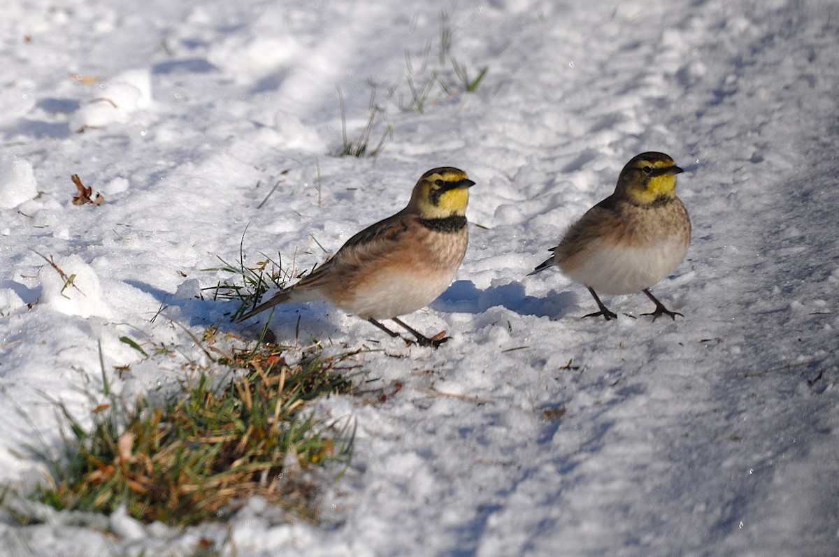 Horned Lark - ML646363528