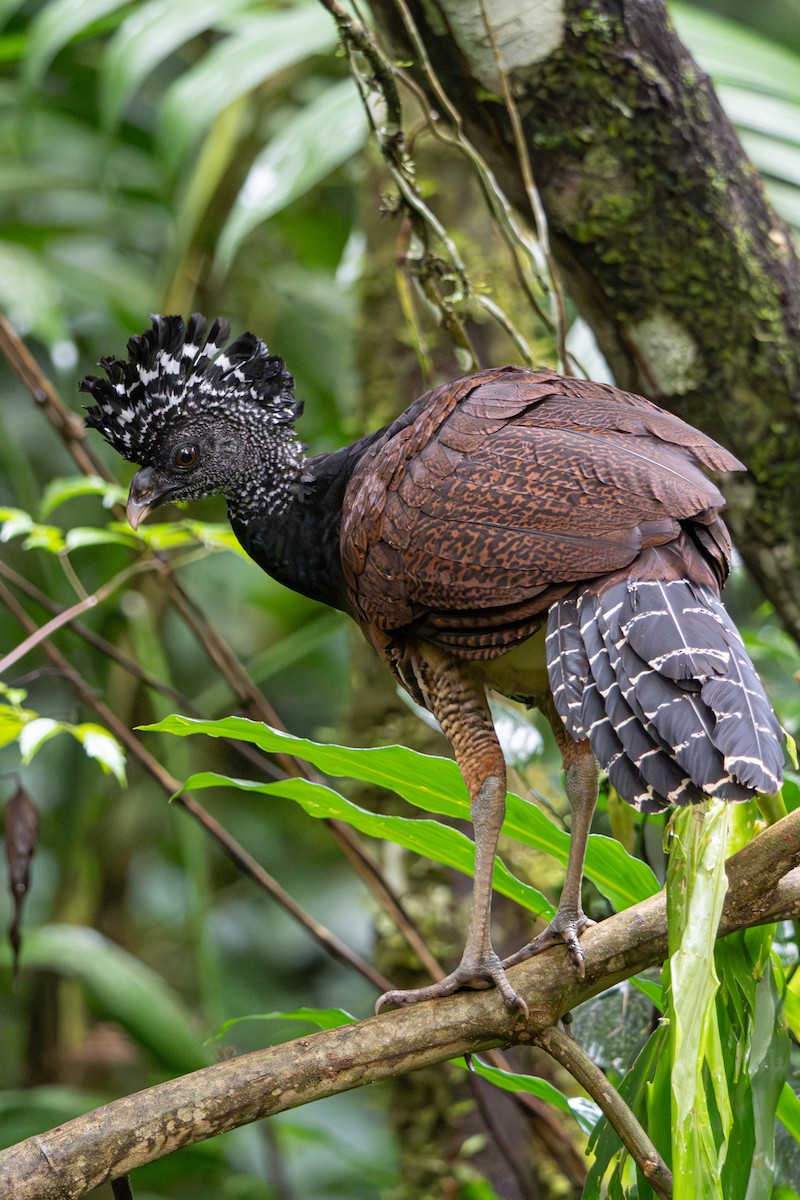 Great Curassow - ML646363529