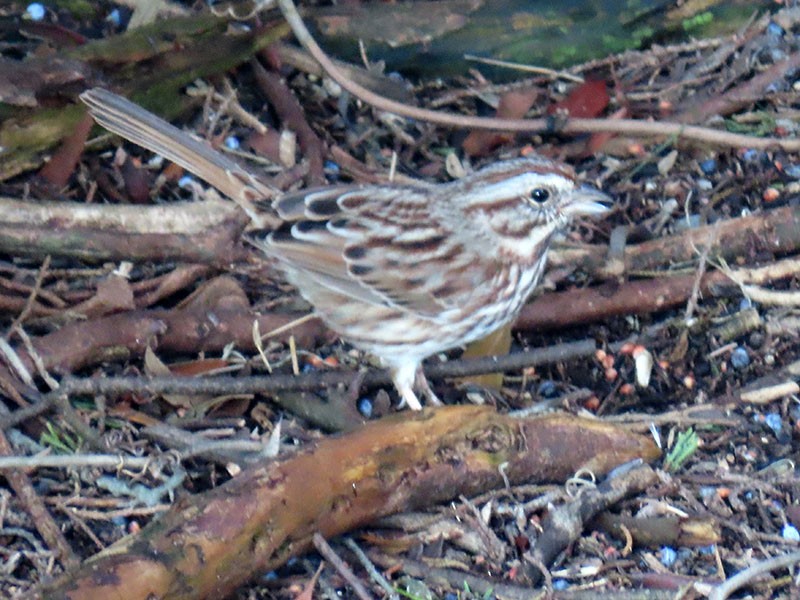 Song Sparrow - ML646363530