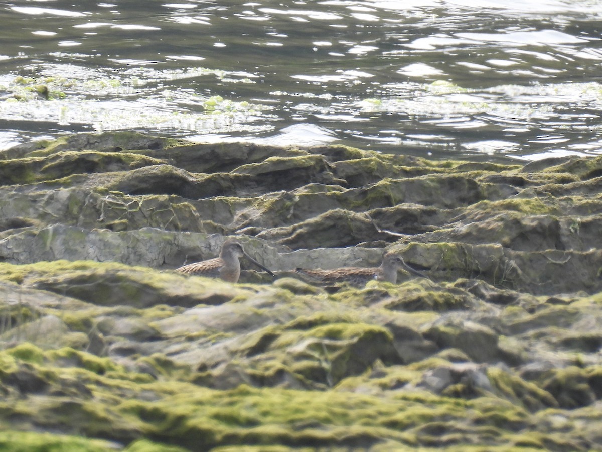 slukovec krátkozobý - ML646363531