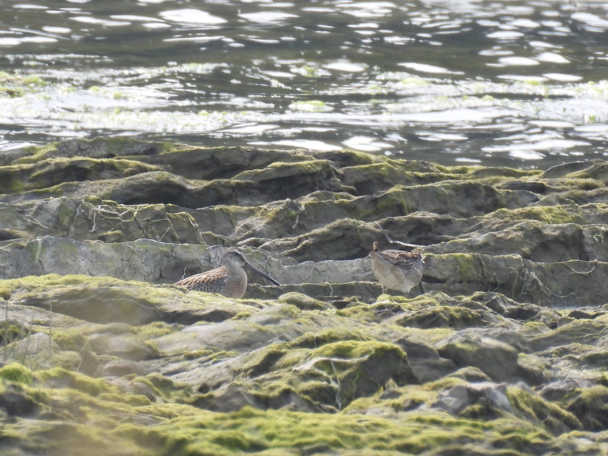 slukovec krátkozobý - ML646363532