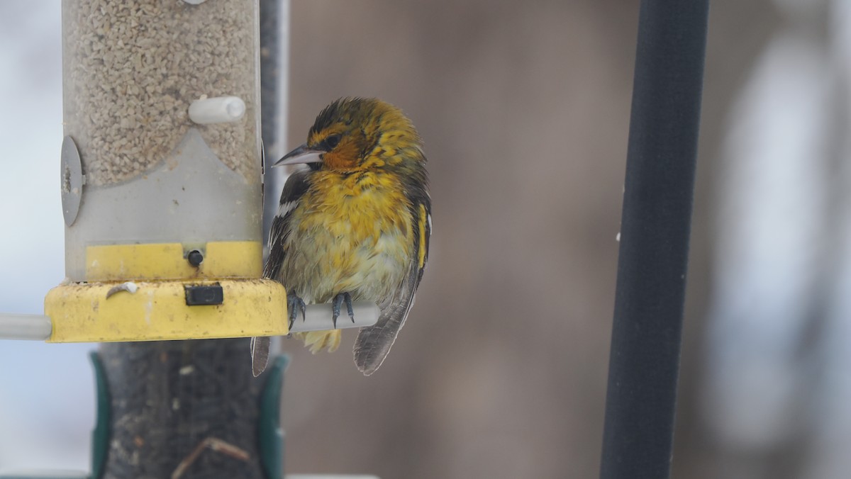 Bullock's Oriole - ML646363538