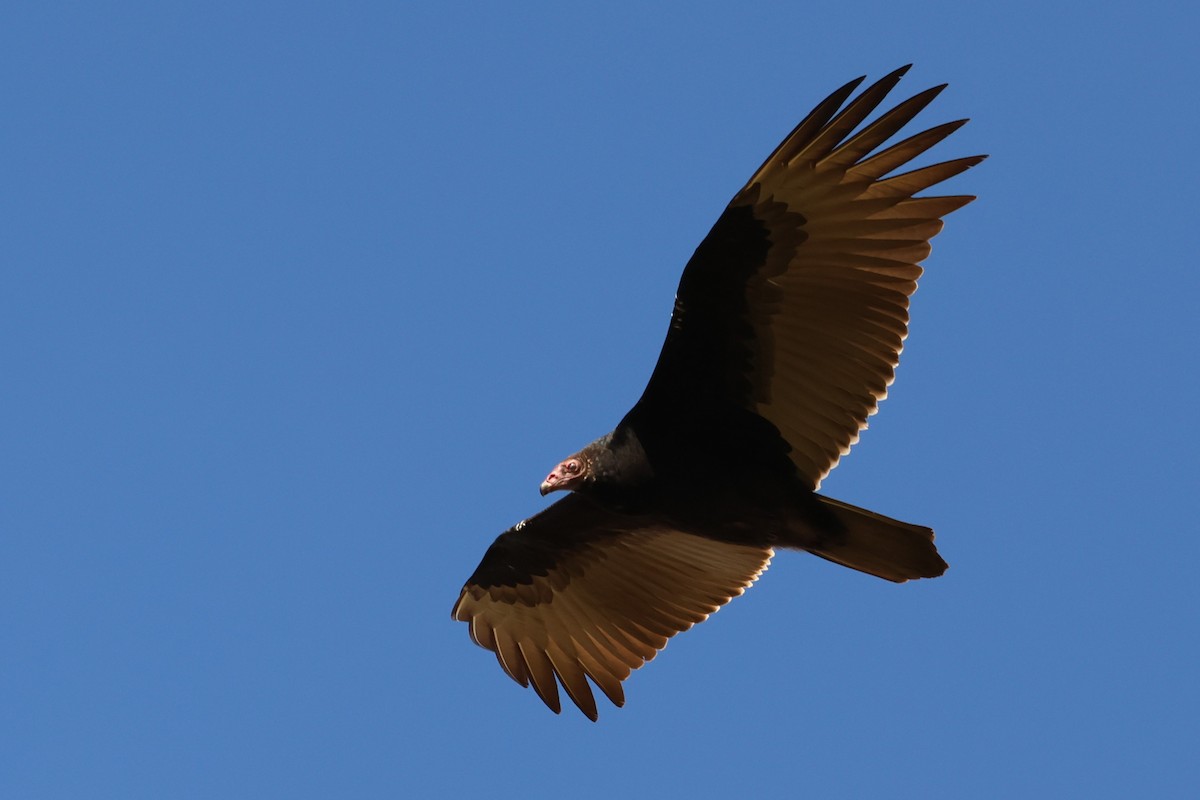 Катарта-индейка - ML646363540