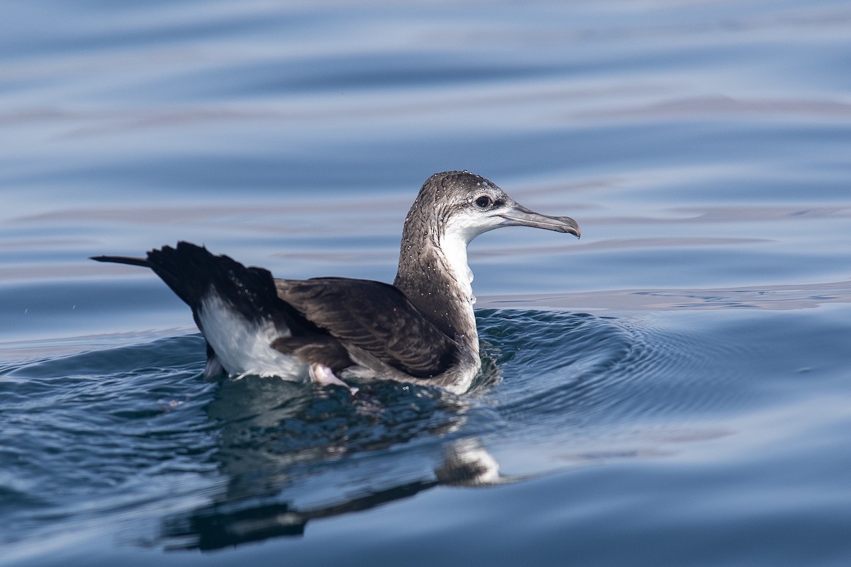 perserlire - ML646363541