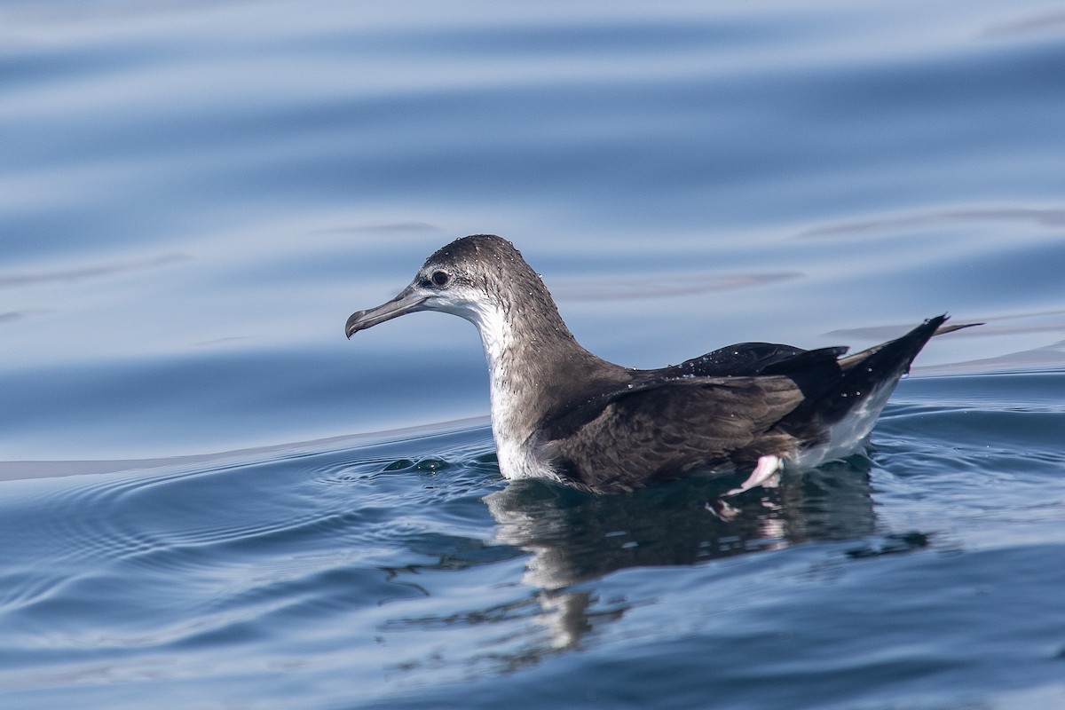 perserlire - ML646363542