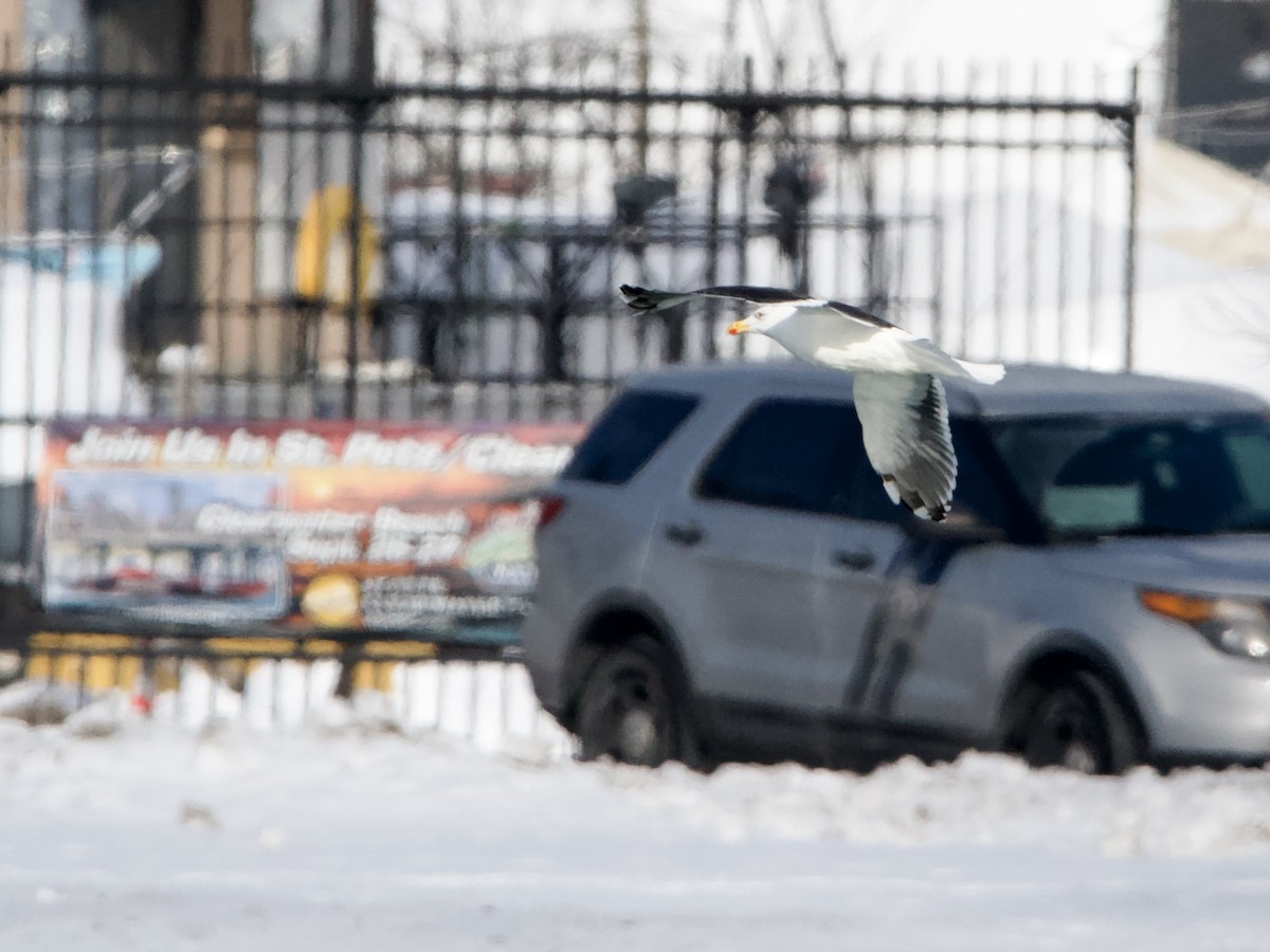 Great Black-backed Gull - ML646363545