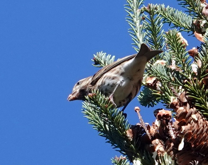 Purple Finch - ML646363548