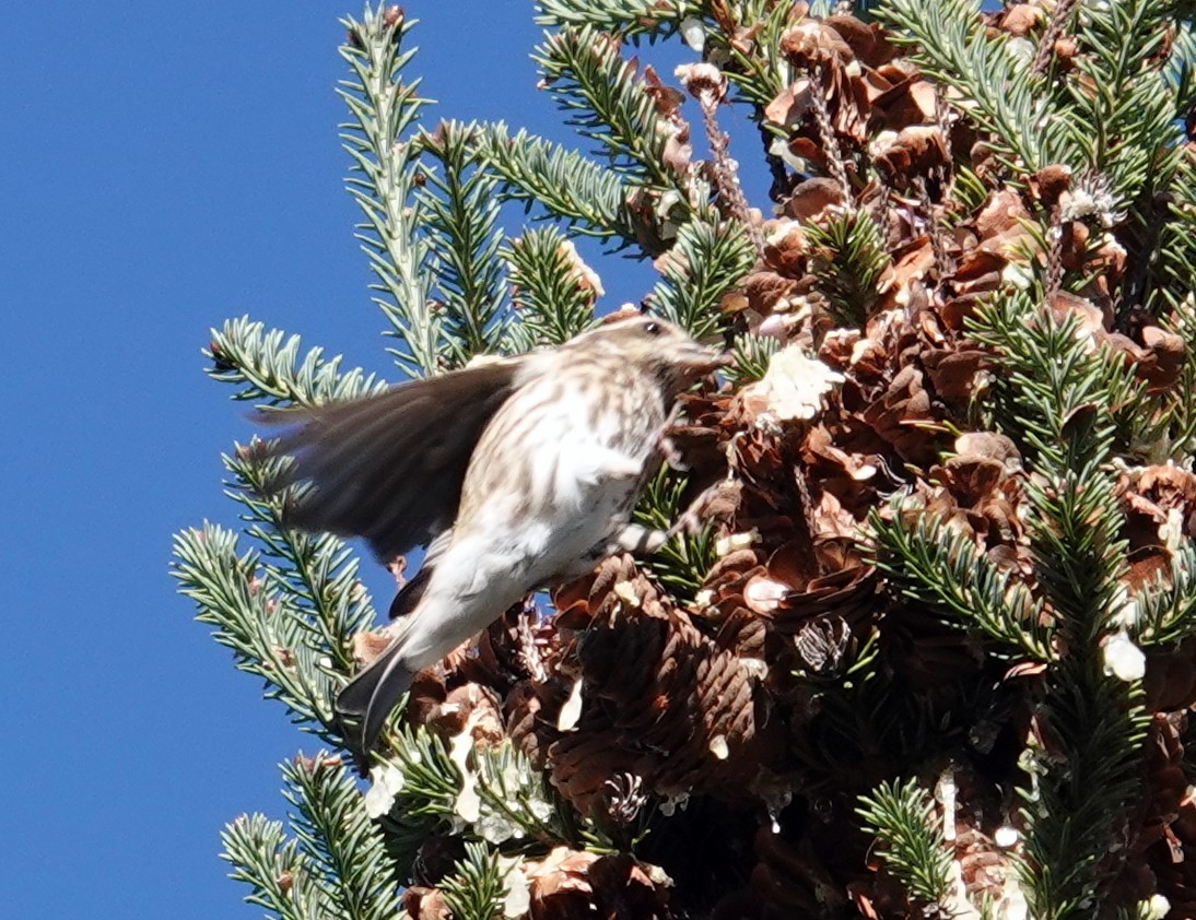 Purple Finch - ML646363549