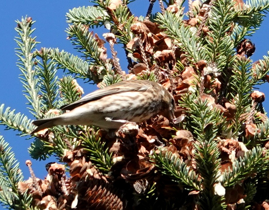 Purple Finch - ML646363550