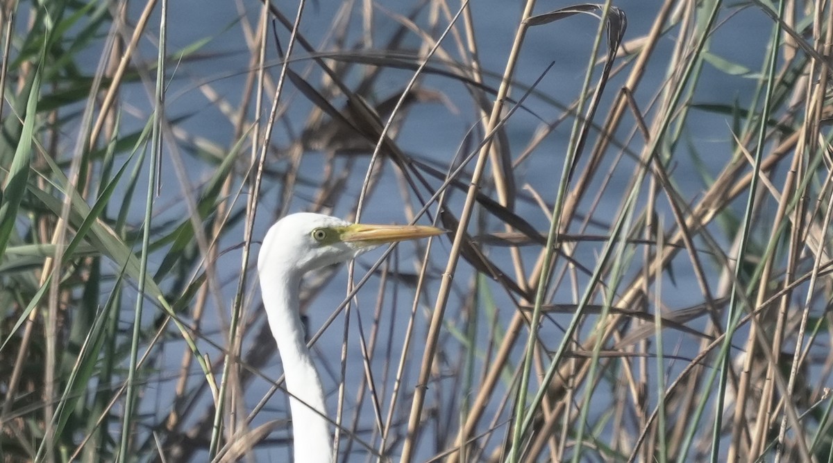 アフリカチュウサギ／チュウサギ - ML646363551