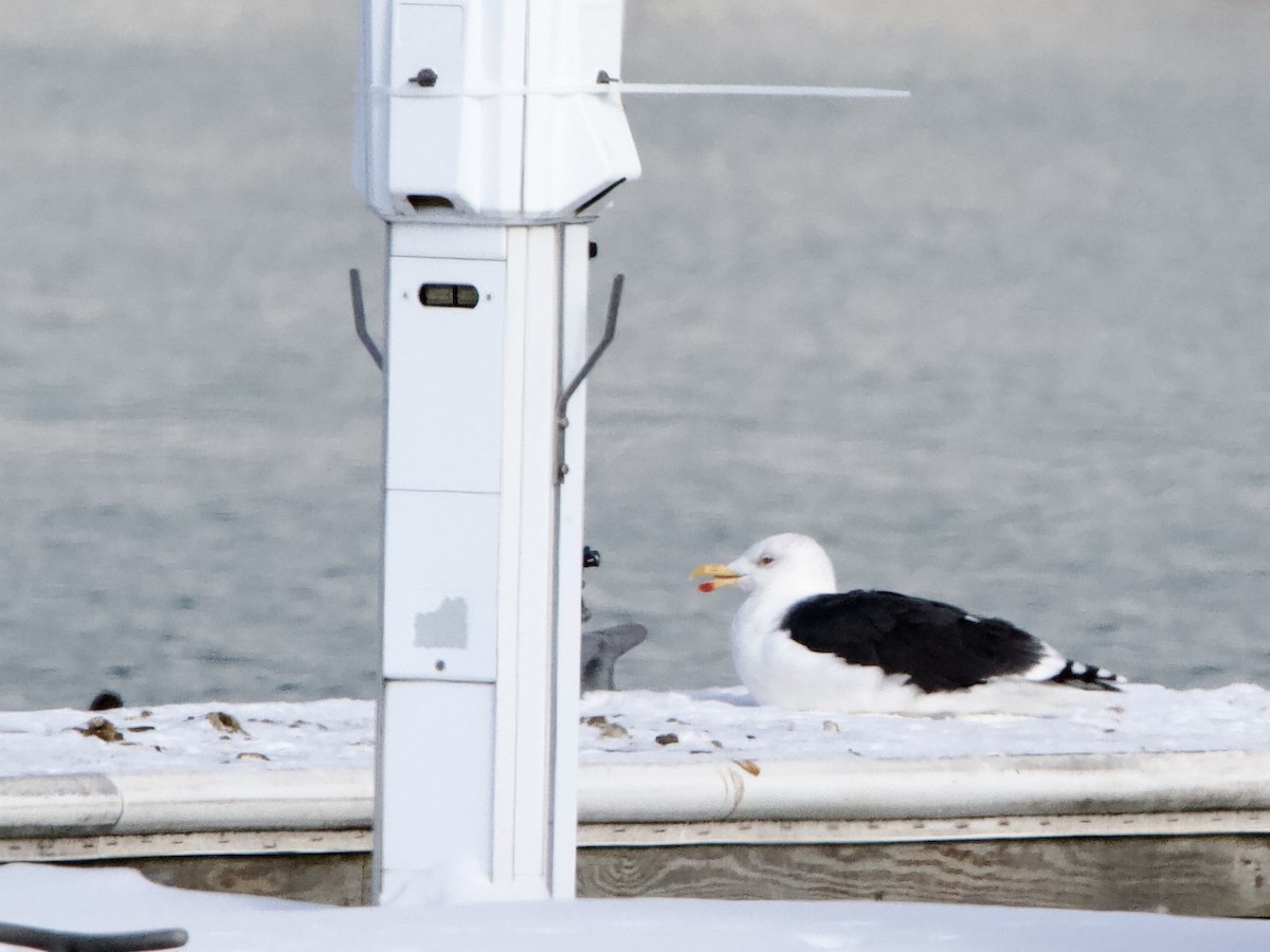 Great Black-backed Gull - ML646363553