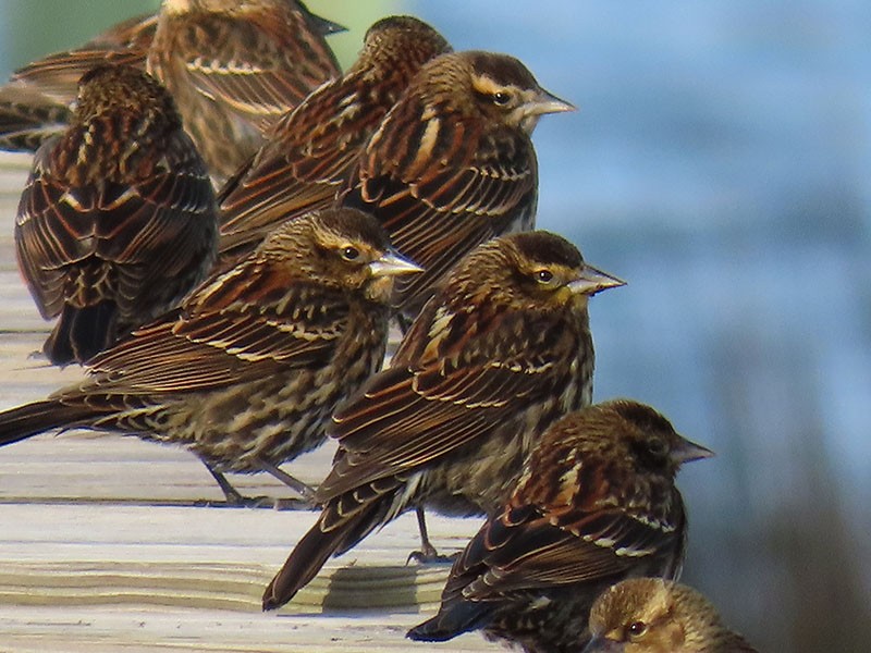Red-winged Blackbird - ML646363554