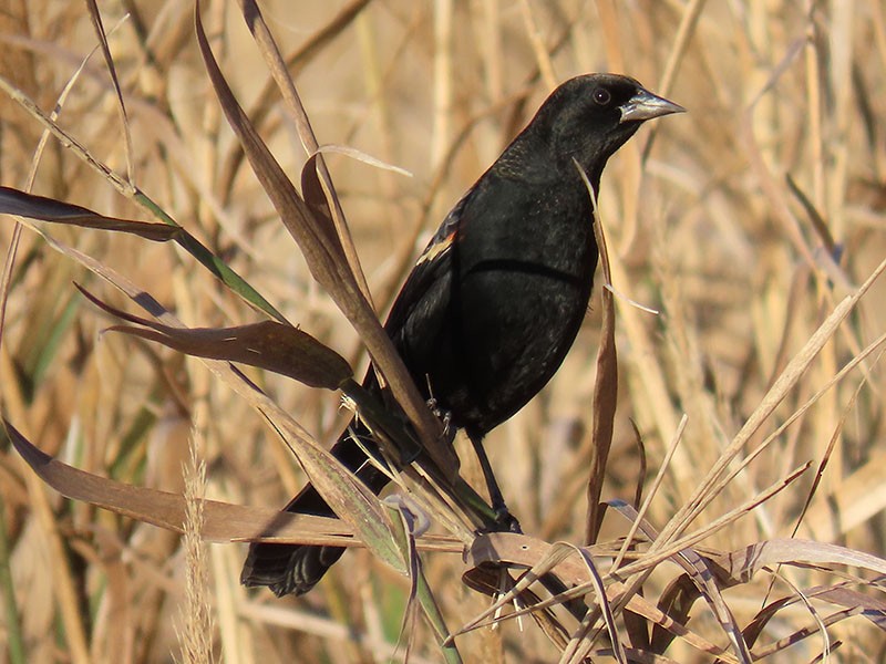 Red-winged Blackbird - ML646363555