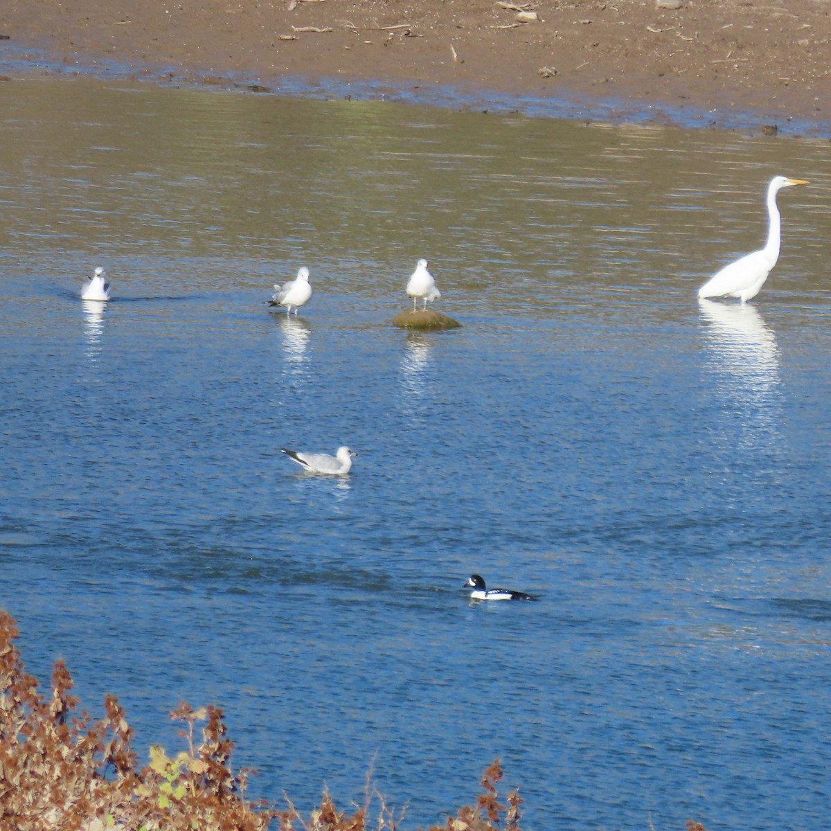 Barrow's Goldeneye - ML646363560