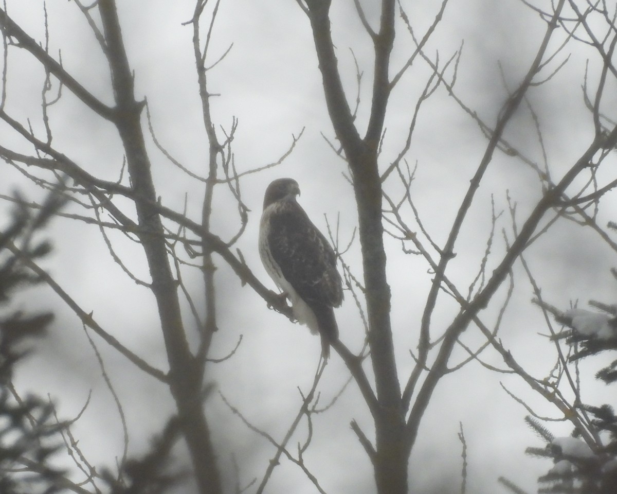 Red-tailed Hawk - ML646363562