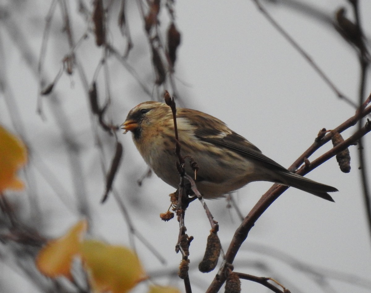 Redpoll (Lesser) - ML646363563