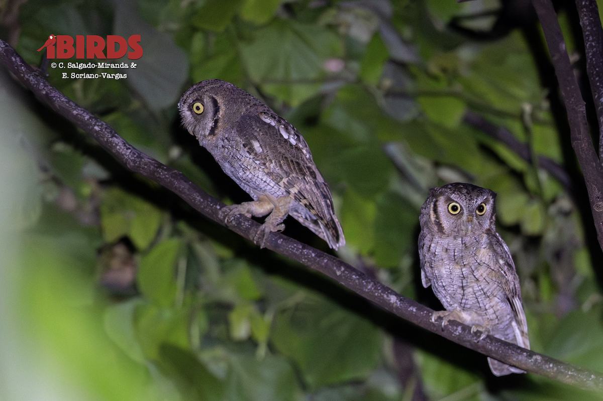 Tropical Screech-Owl - ML646363564