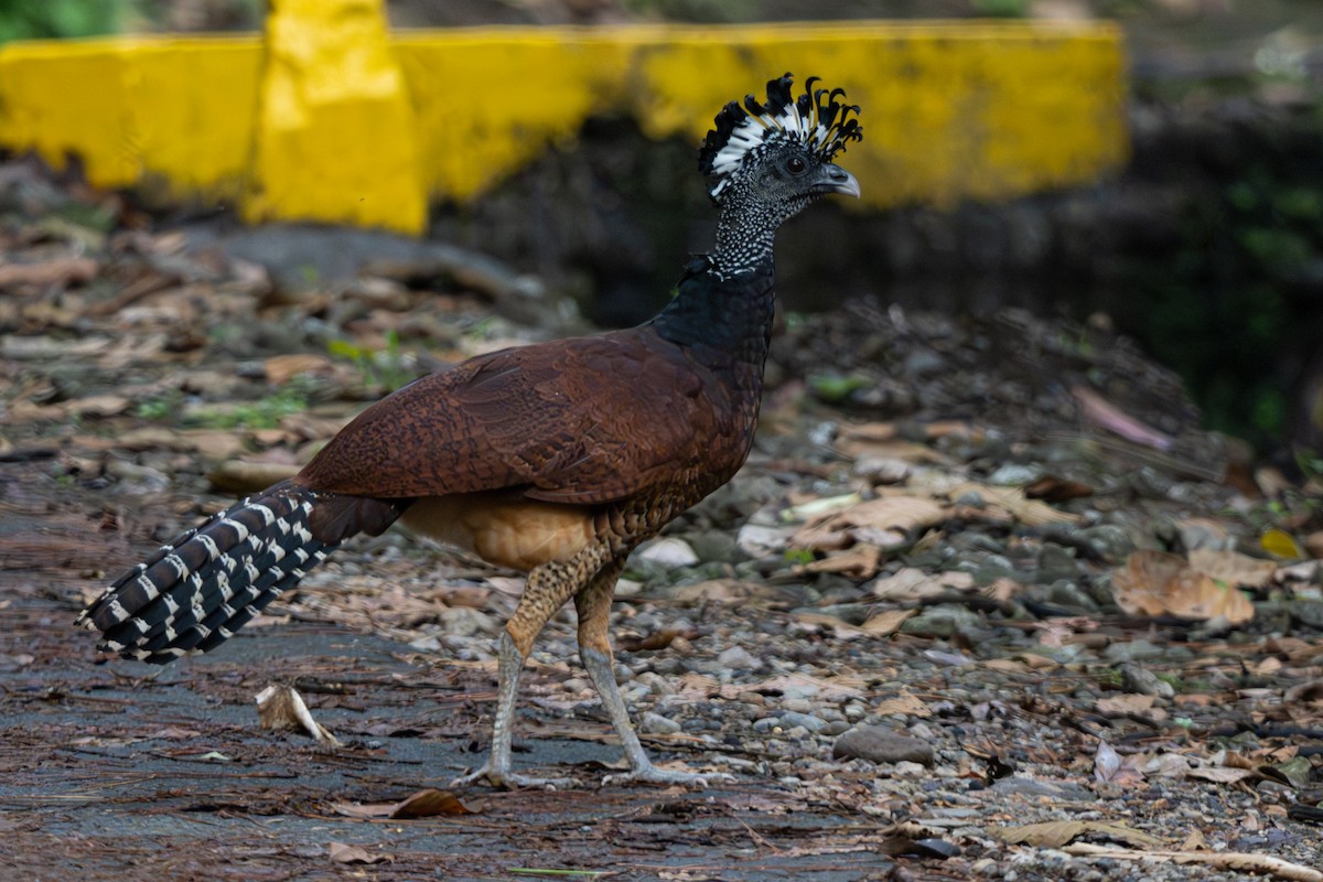 Great Curassow - ML646363565