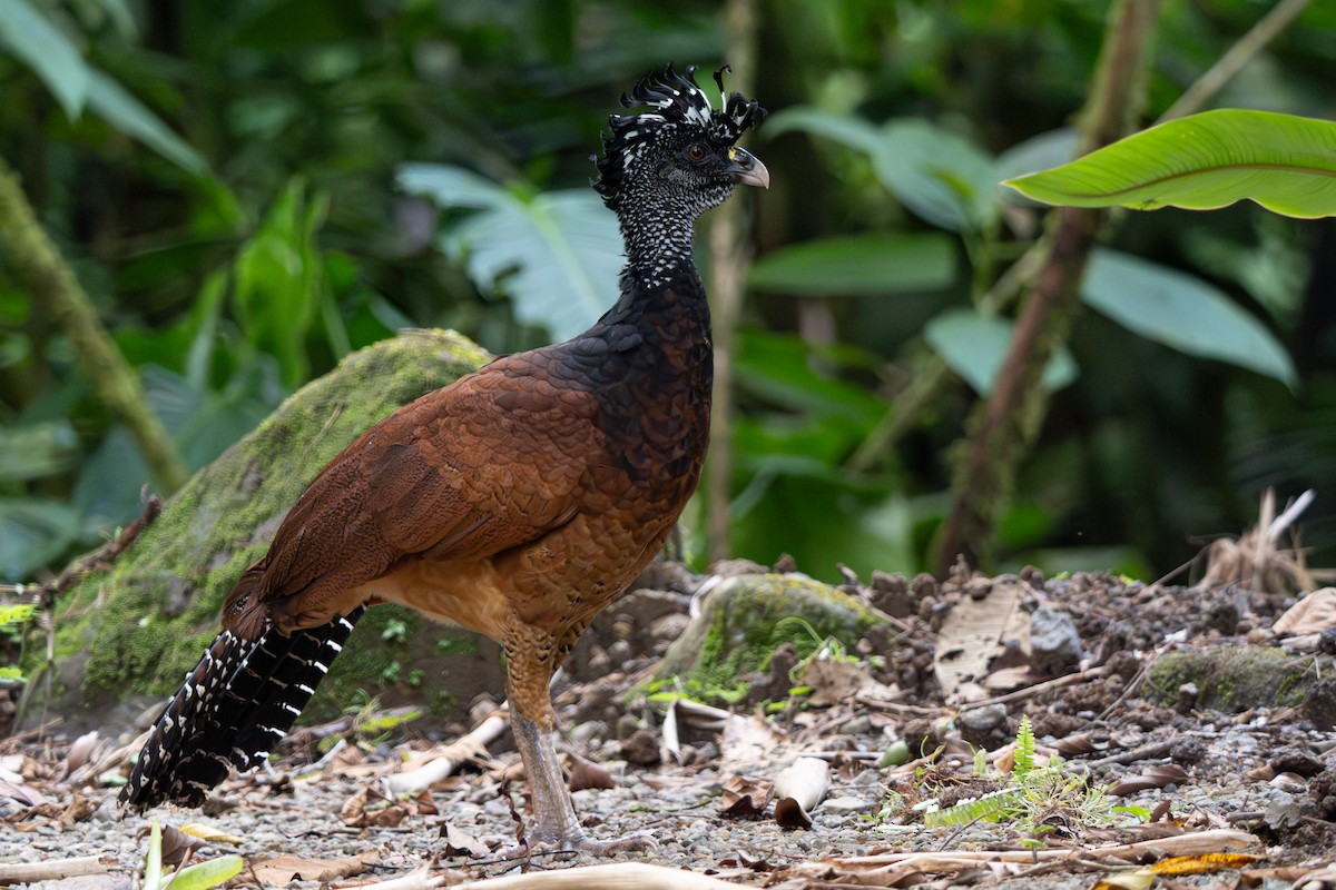 Great Curassow - ML646363566