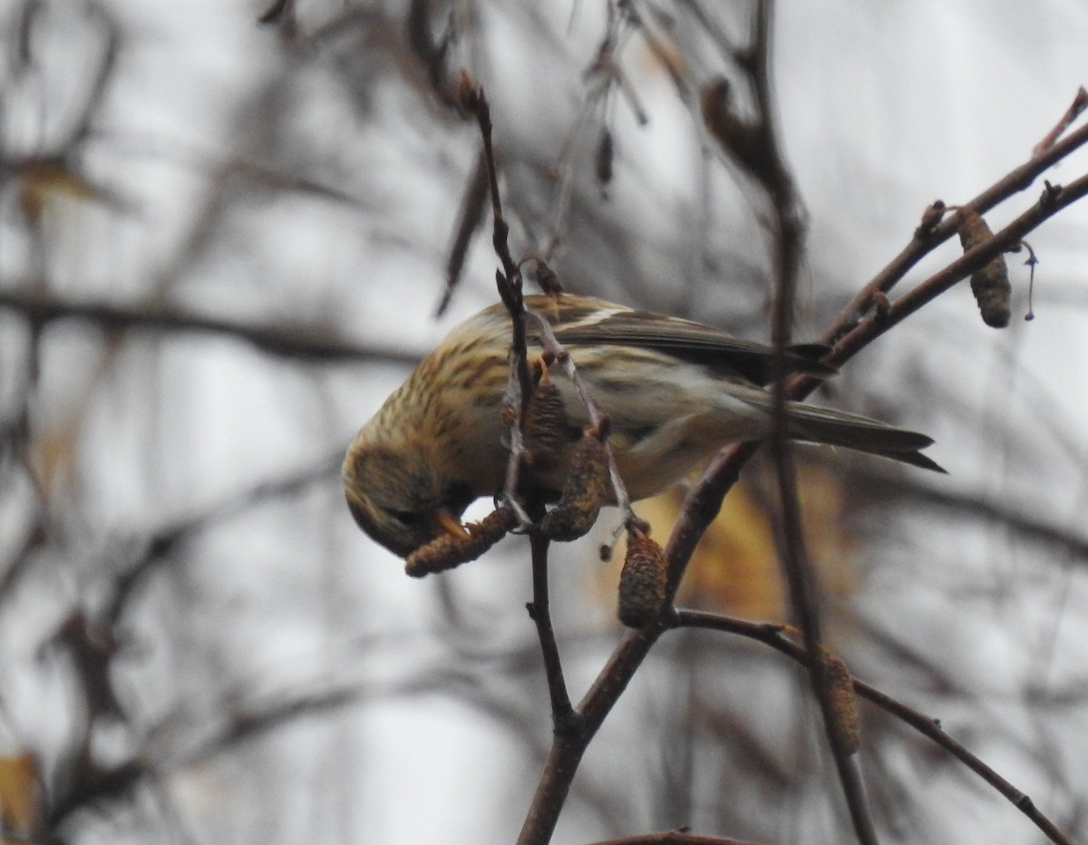 Redpoll (Lesser) - ML646363568