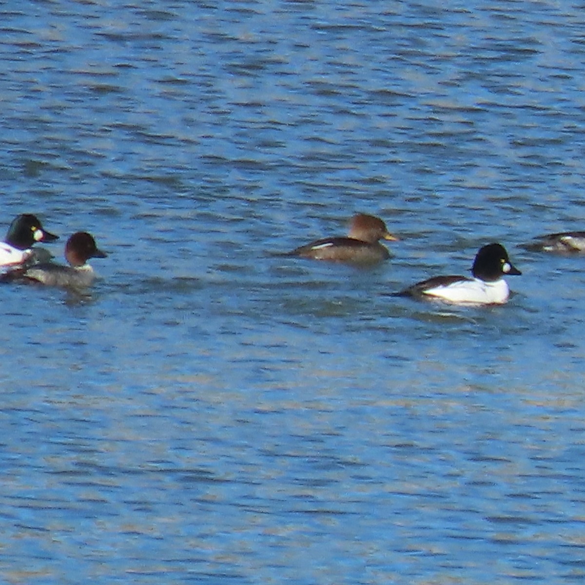 Hooded Merganser - ML646363569
