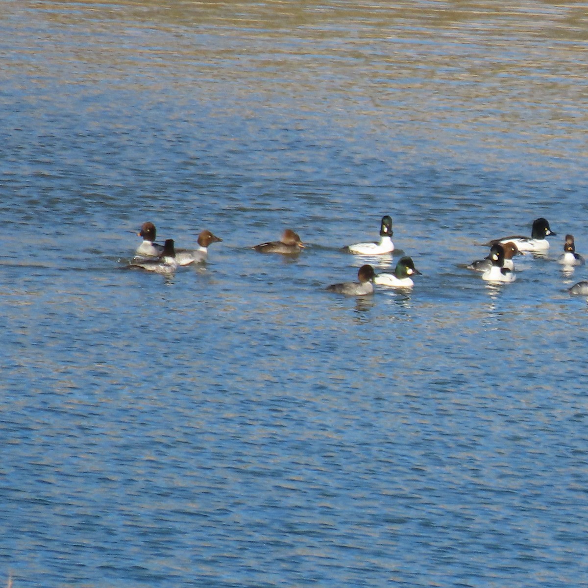 Hooded Merganser - ML646363570