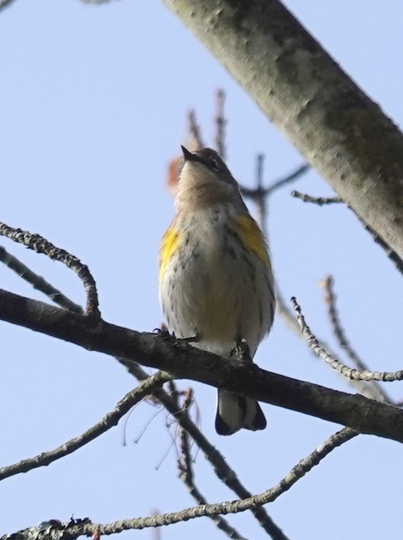 Yellow-rumped Warbler - ML646363572